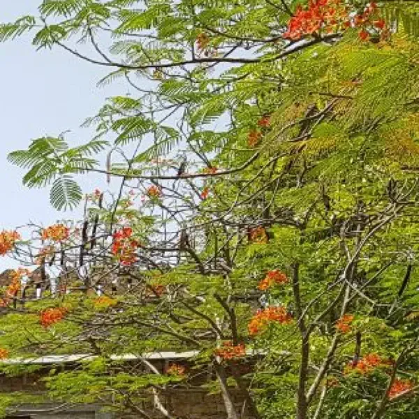 The Kunbi-Maratha Wedding: Earth, Community and Ritual